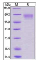 Cynomolgus/Rhesus macaque CD27, Mouse IgG2a Fc Tag, low endotoxin on SDS-PAGE under reducing (R) condition. The gel was stained overnight with Coomassie Blue. The purity of the protein is greater than 95%.